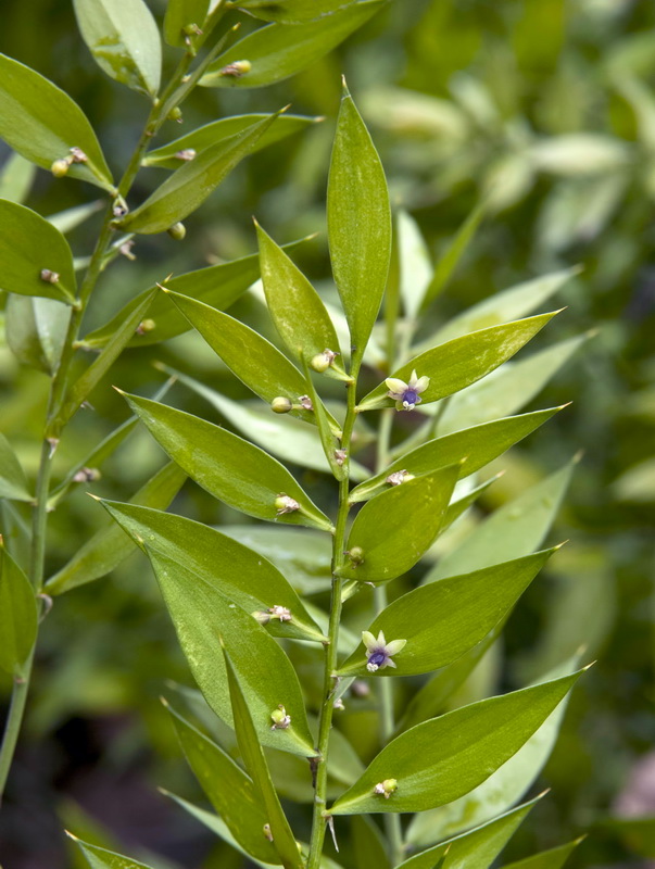 Ruscus aculeatus.16