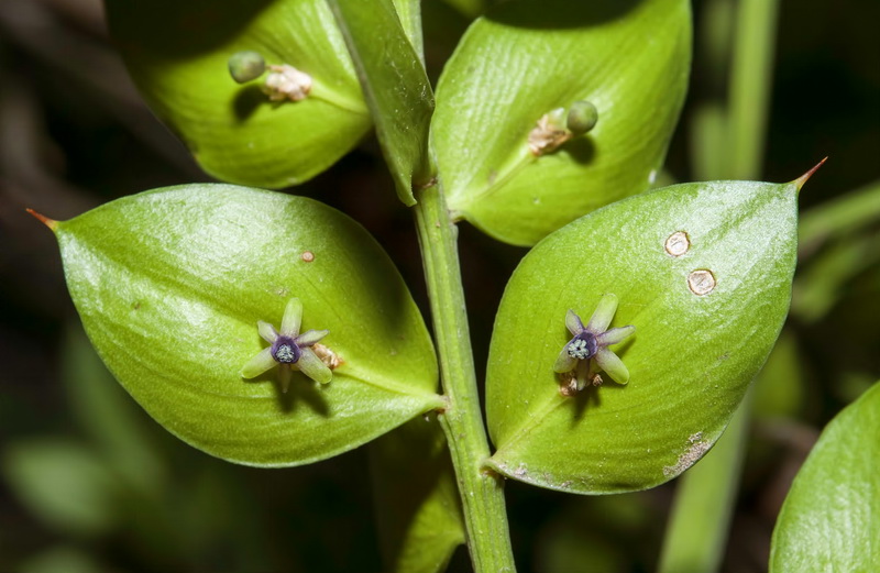 Ruscus aculeatus.20