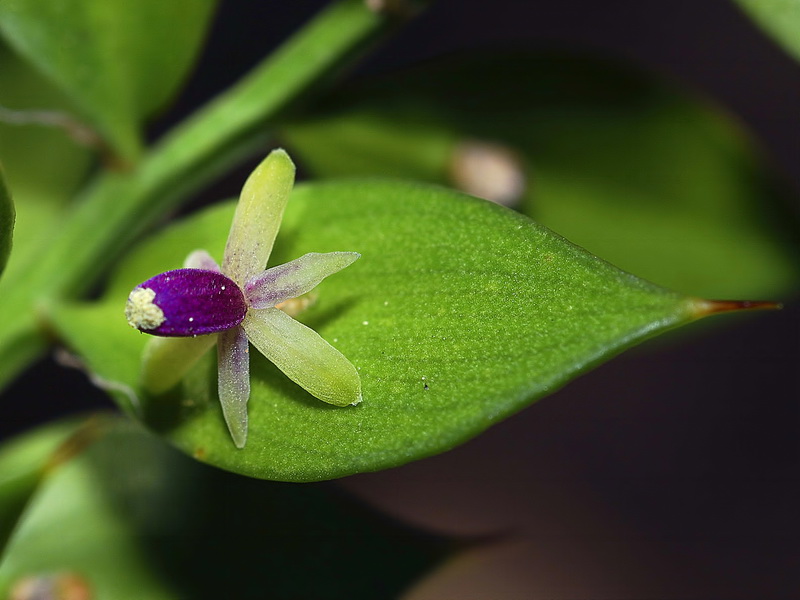 Ruscus aculeatus.21