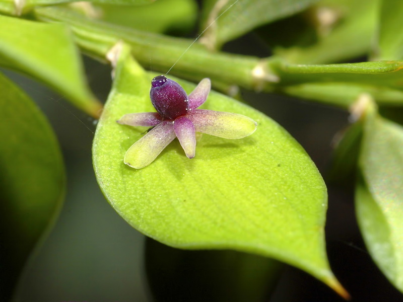 Ruscus aculeatus.26