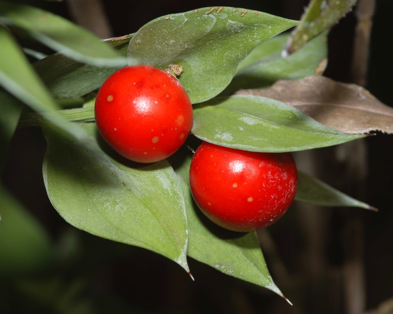Ruscus aculeatus.28