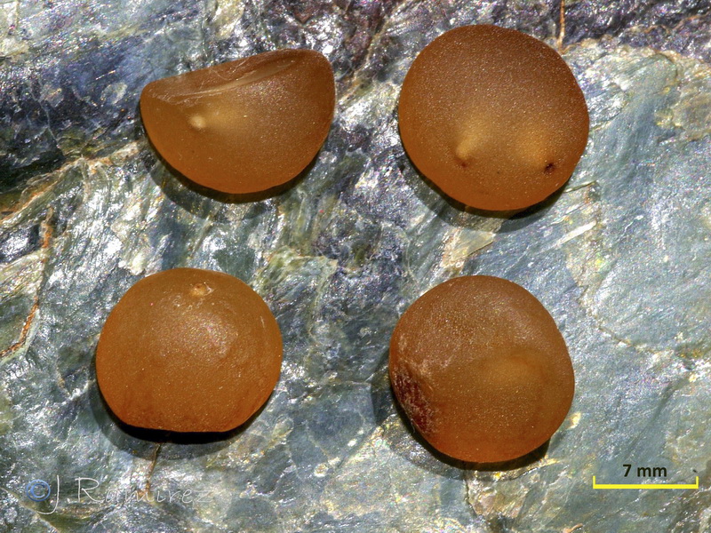 Ruscus aculeatus.29