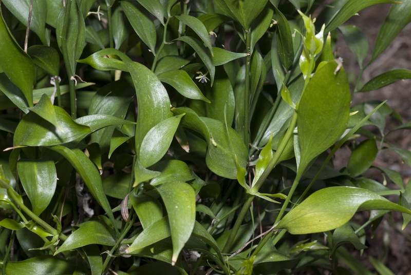 Ruscus hypophyllum.01