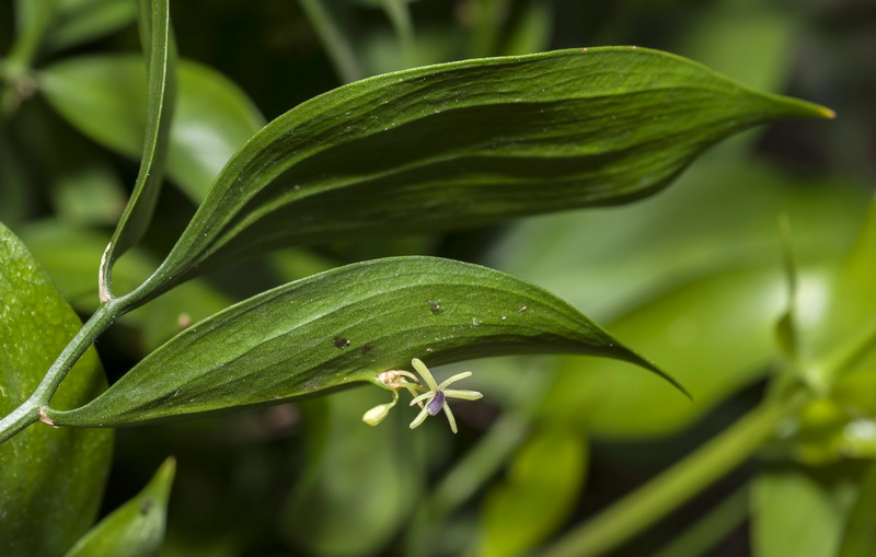 Ruscus hypophyllum.02