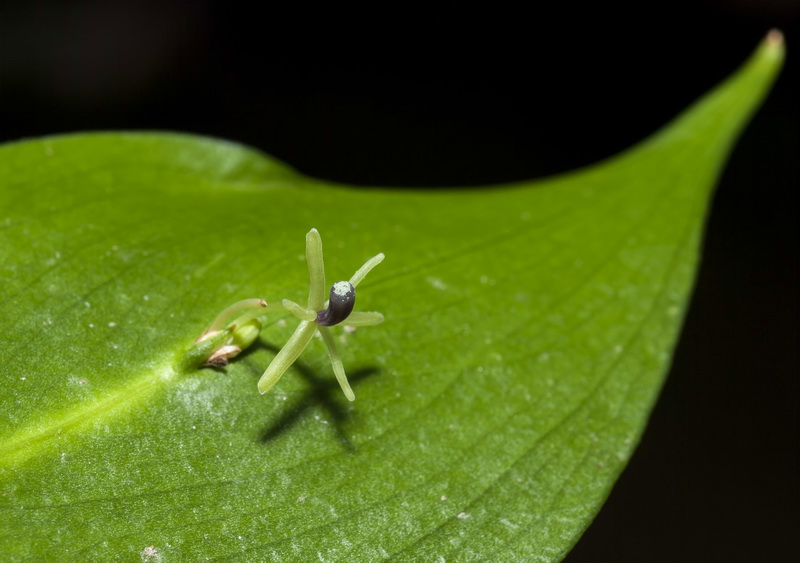 Ruscus hypophyllum.03