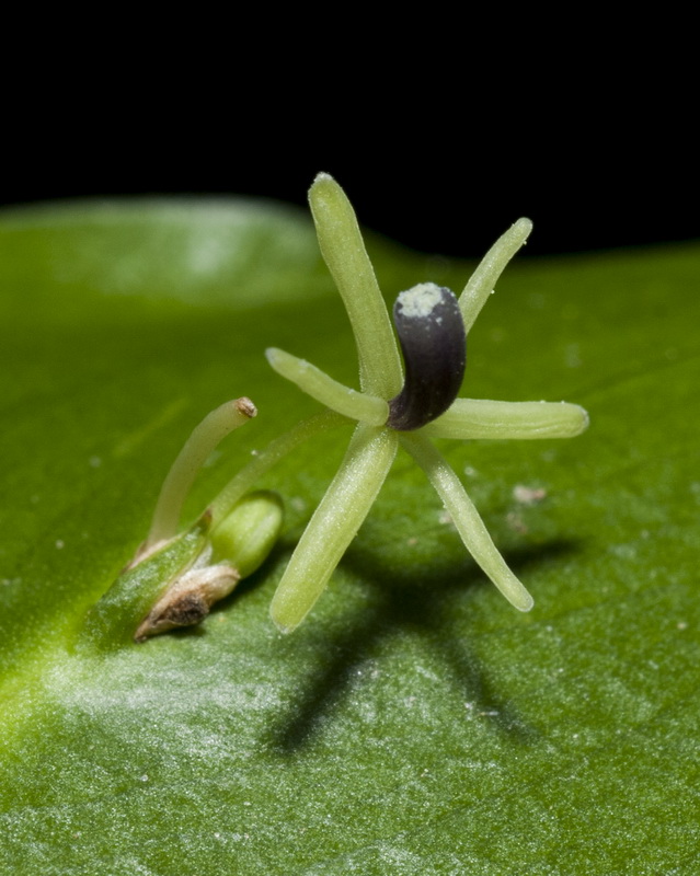 Ruscus hypophyllum.04