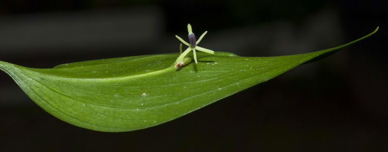 Ruscus hypophyllum.05