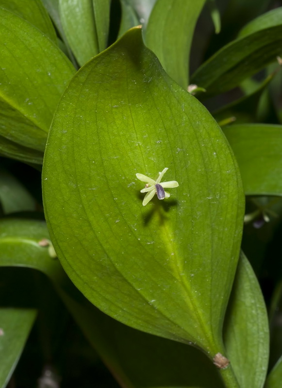 Ruscus hypophyllum.06