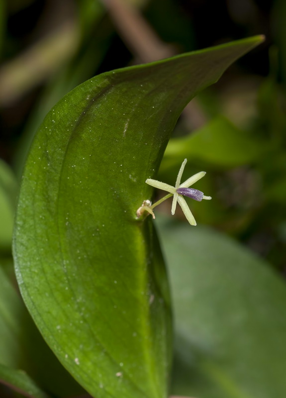 Ruscus hypophyllum.07