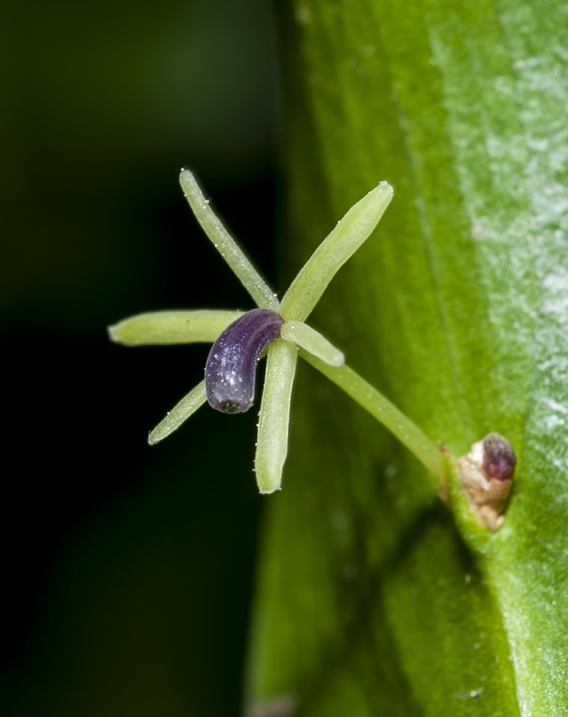 Ruscus hypophyllum.08