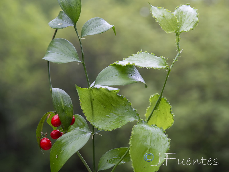 Ruscus hypophyllum.11