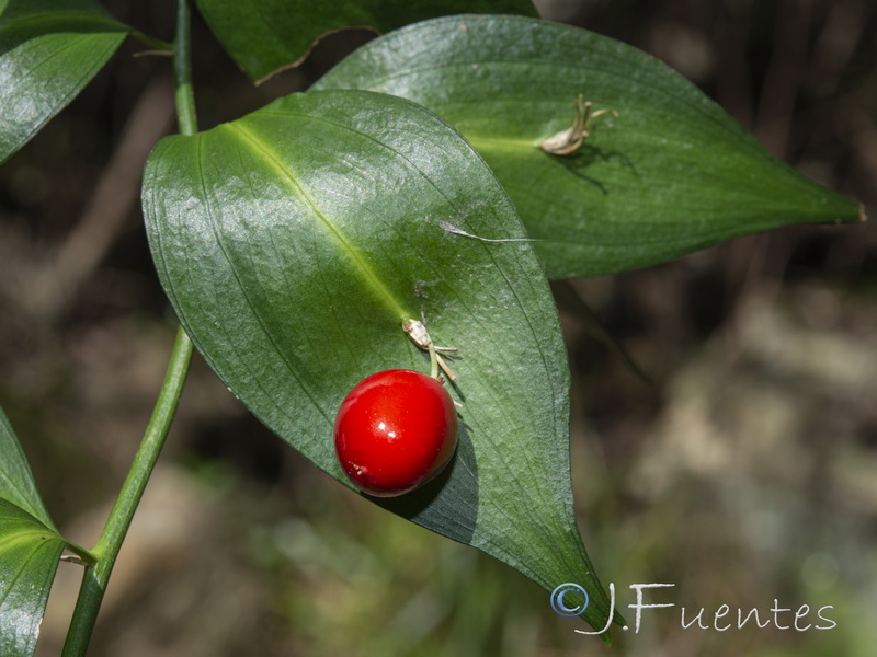 Ruscus hypophyllum.14