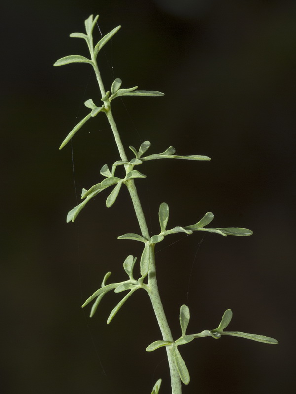 Ruta angustifolia.02