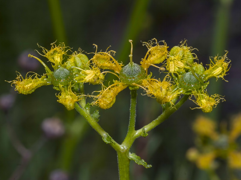 Ruta angustifolia.07