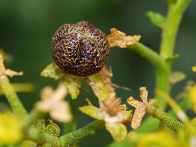 Ruta angustifolia.15