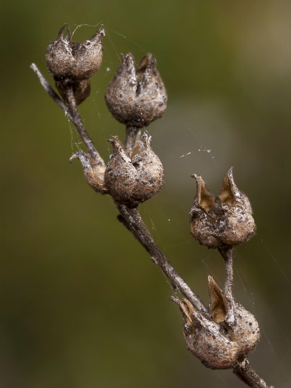 Ruta angustifolia.16