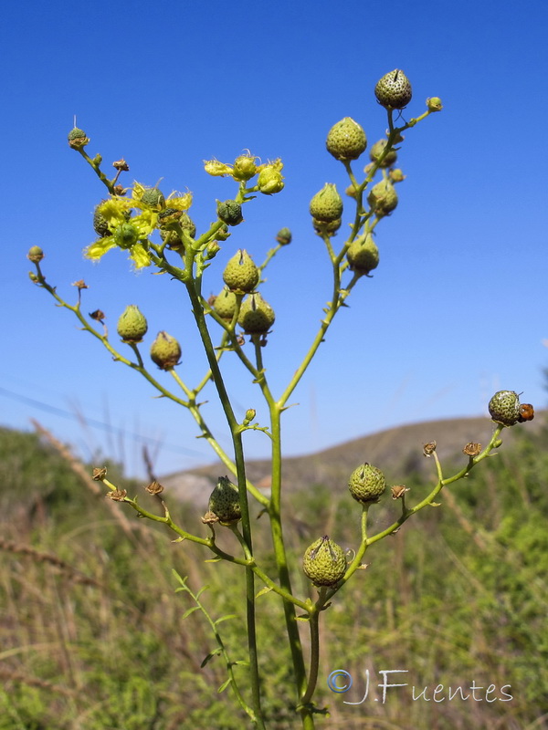 Ruta angustifolia.20