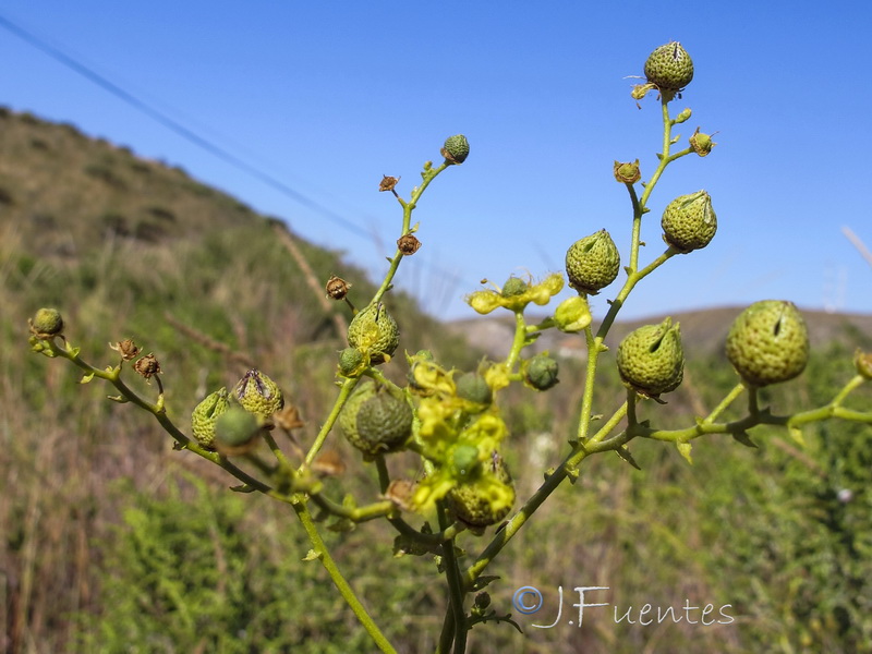 Ruta angustifolia.21