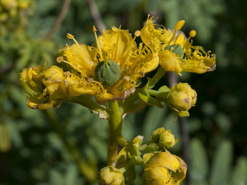 Ruta chalepensis.04