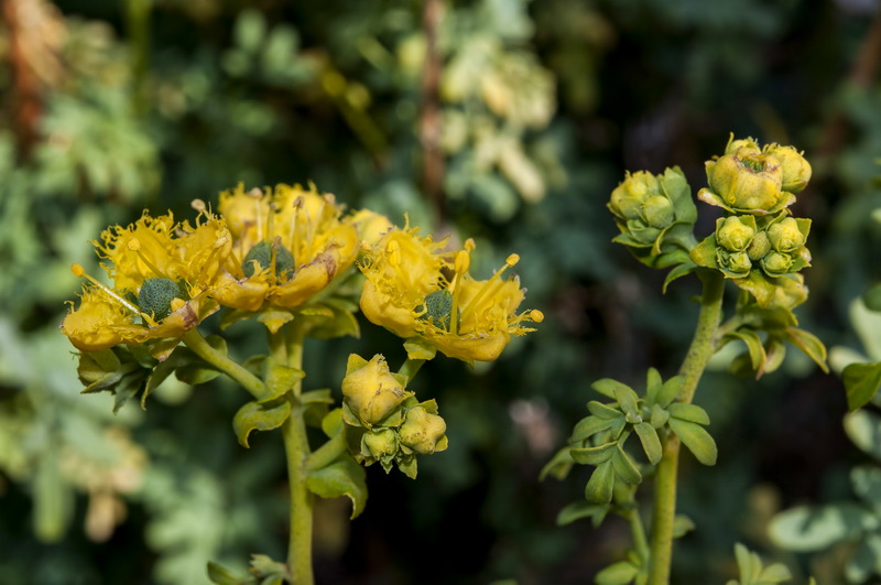 Ruta chalepensis.06