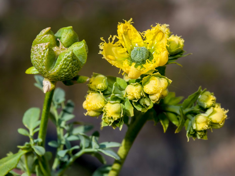 Ruta chalepensis.11