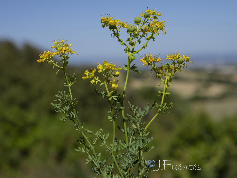 Ruta chalepensis.14