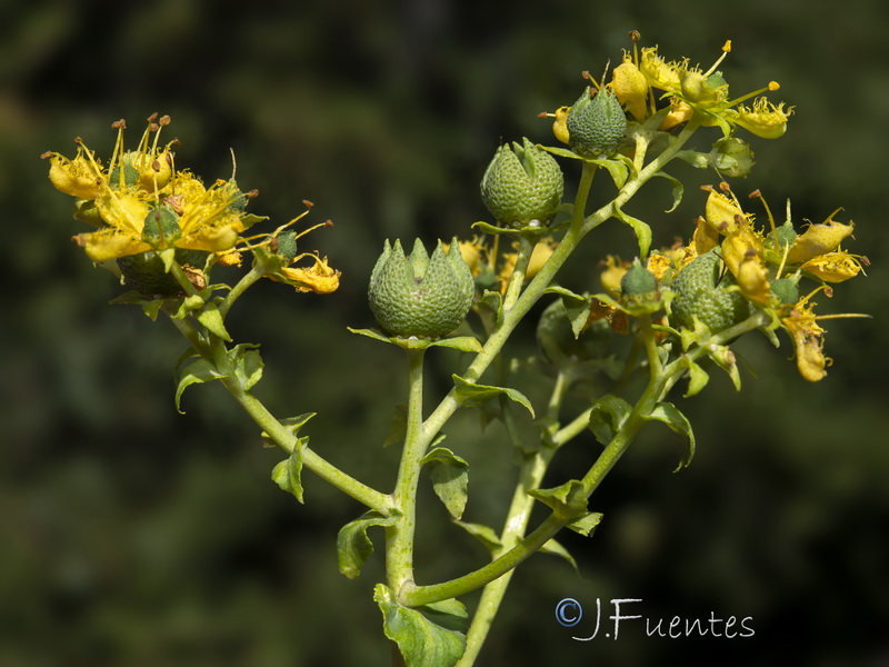 Ruta chalepensis.15