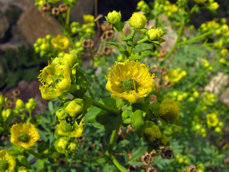 Semillas de Ruda, Ruta graveolens o Ruda hortense