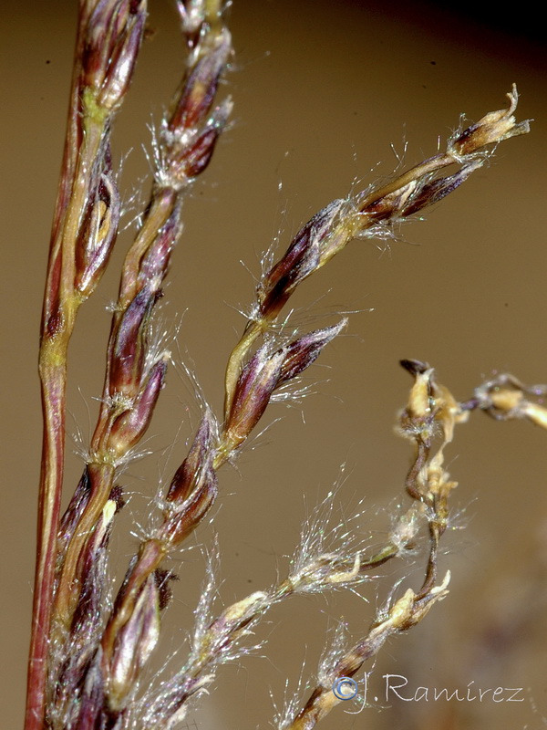 Saccharum officinarum.06
