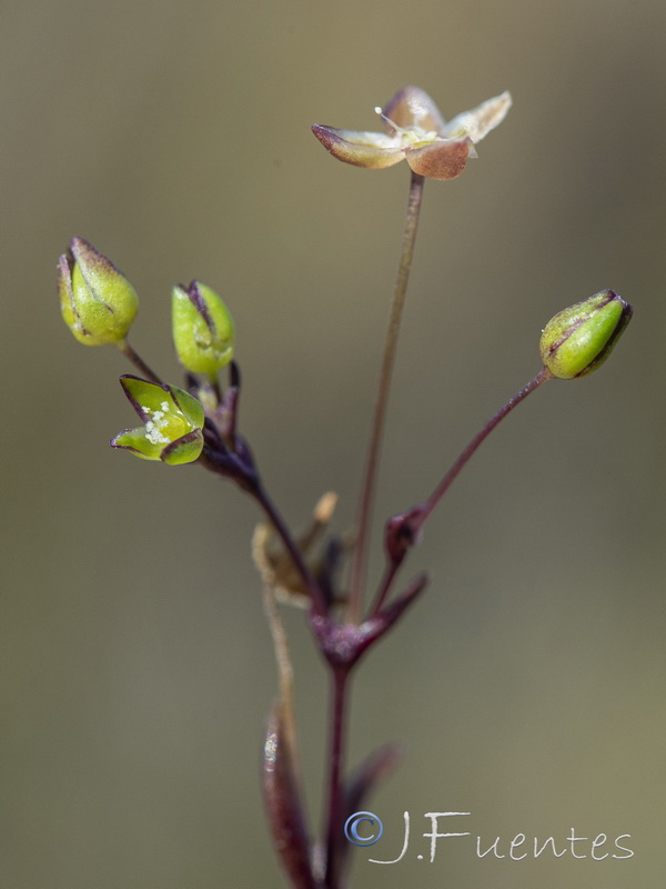 Sagina maritima.02