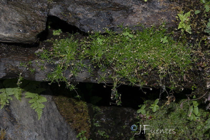 Sagina procumbens.01