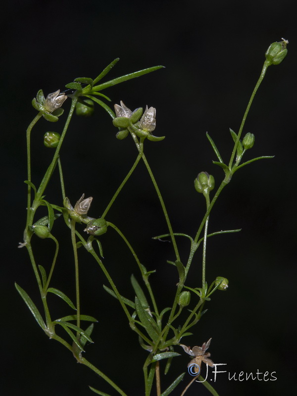 Sagina procumbens.06