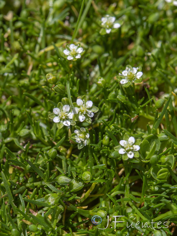 sagina saginoides nevadensis.05