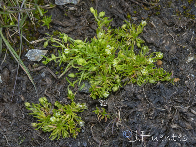 sagina saginoides nevadensis.06