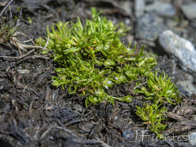 sagina saginoides nevadensis.07