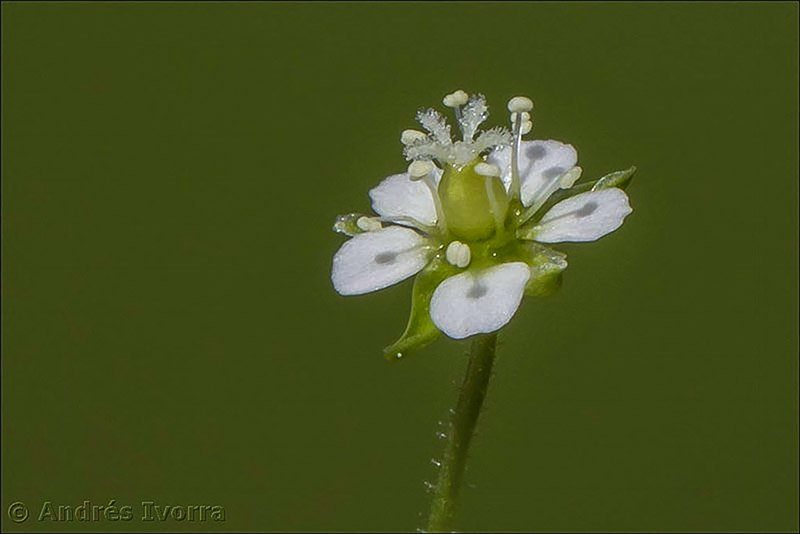 sagina saginoides nevadensis01