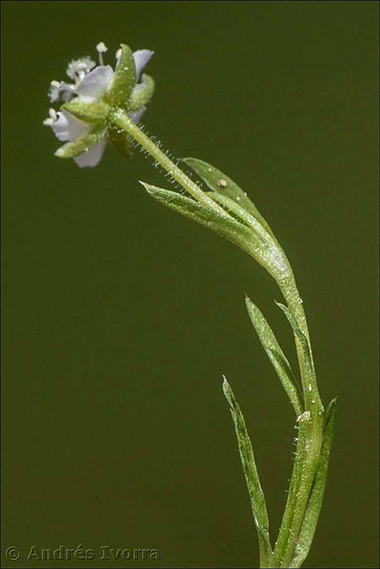 sagina saginoides nevadensis02