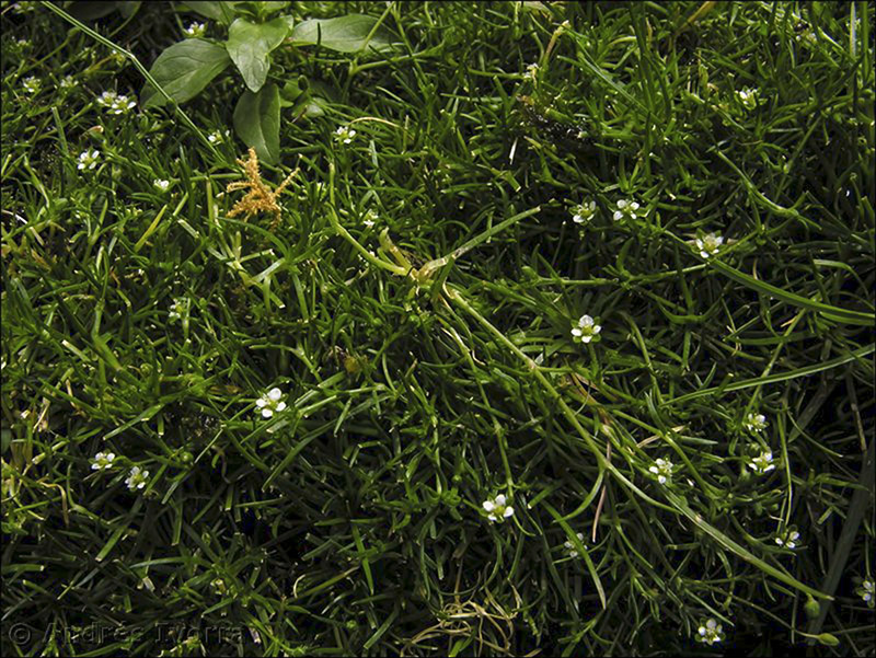 sagina saginoides nevadensis03