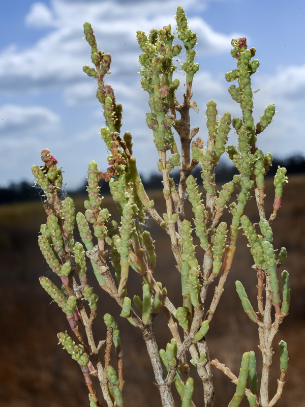 Salicornia alpini alpini.01