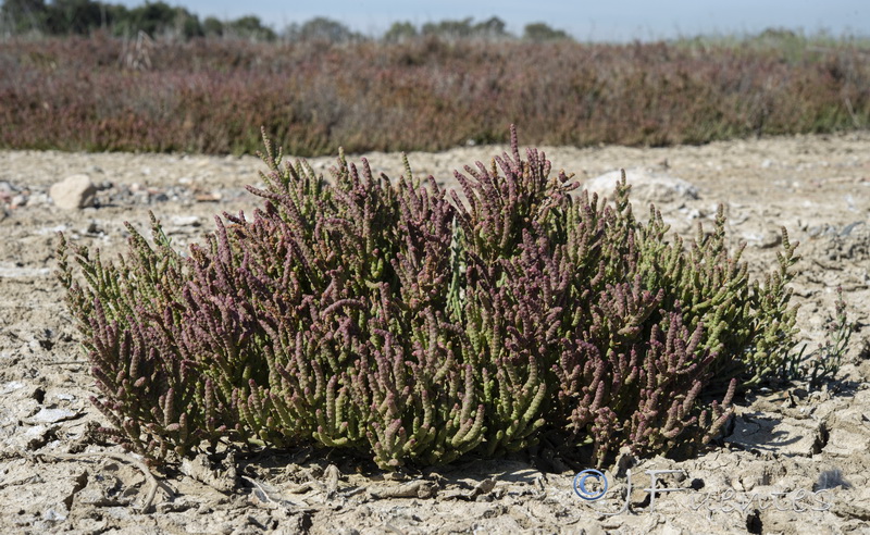 Salicornia alpini alpini.02