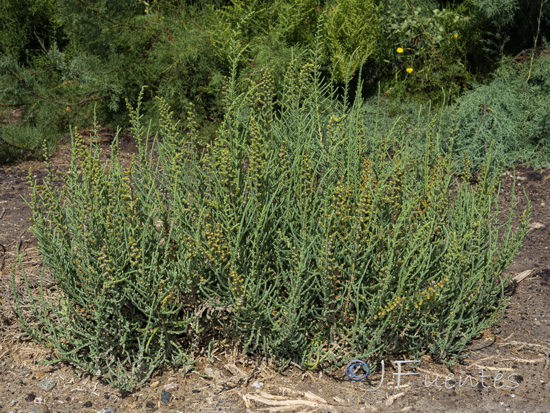 Salicornia hispanica.01