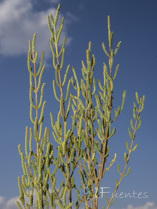 Salicornia hispanica.04