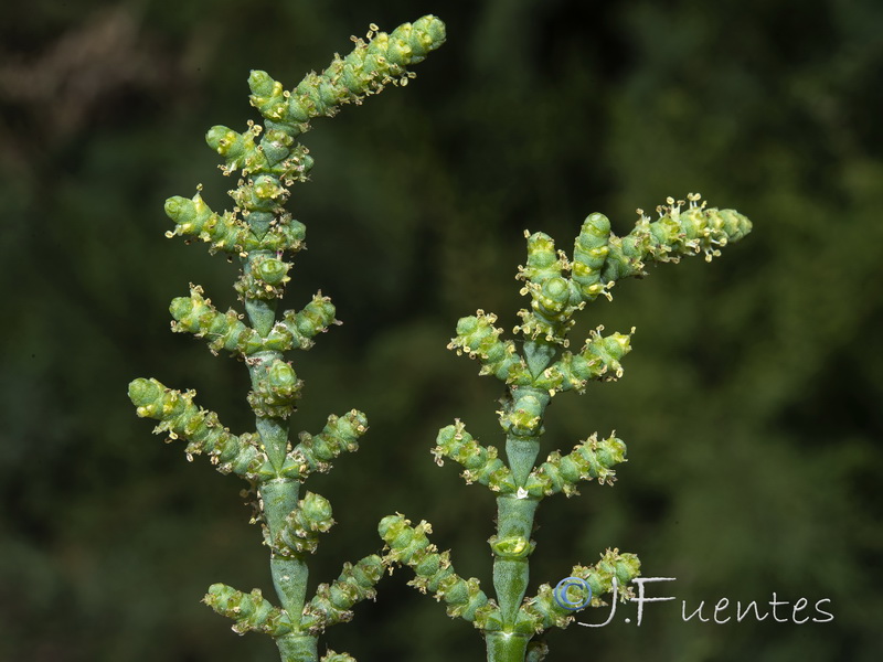 Salicornia hispanica.06