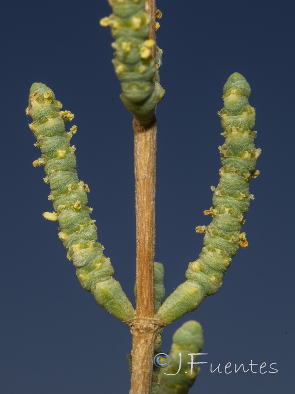 Salicornia hispanica.08