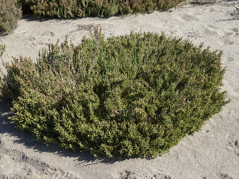 Salicornia hispanica.09