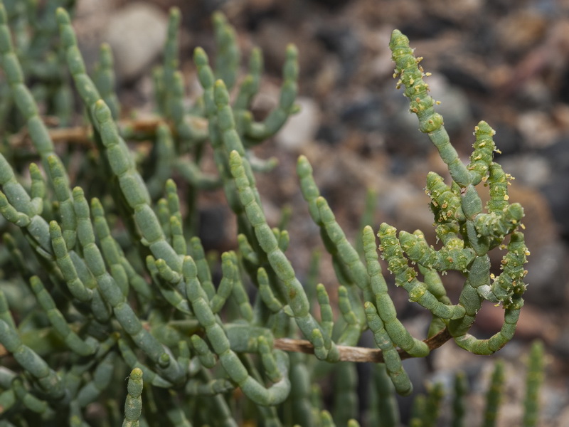 Salicornia hispanica.11