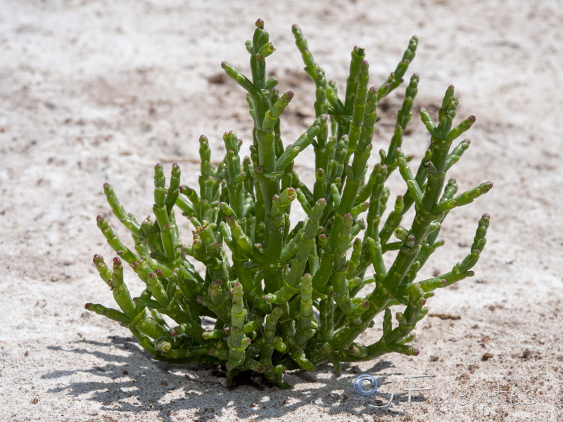 Salicornia ramosissima.09