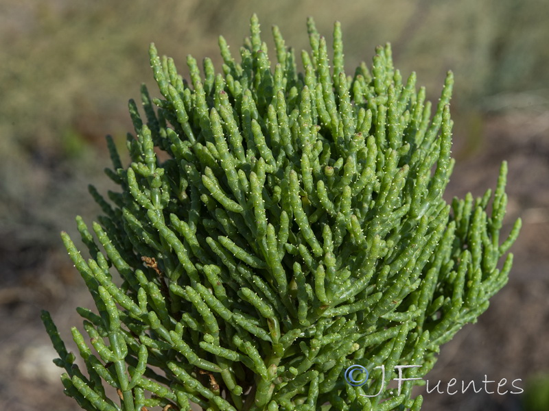 Salicornia ramosissima.03