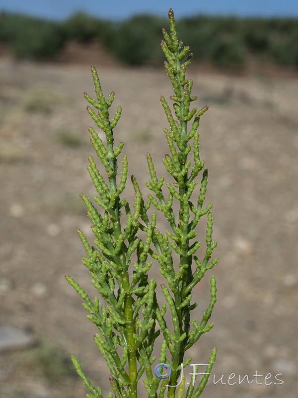 Salicornia ramosissima.04
