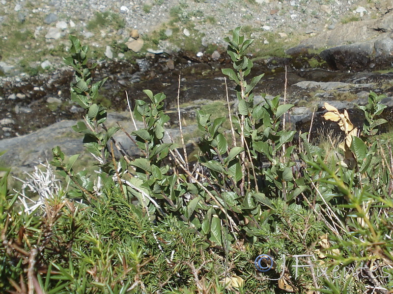 Salix hastata sierrae nevadae..01